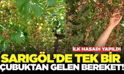 Sarıgöl'de erken üzüm hasadı başladı: Tadımı ilk yakınlar yaptı