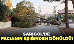 Sarıgöl’de kökü zayıflayan ağaç caddenin ortasına devrildi