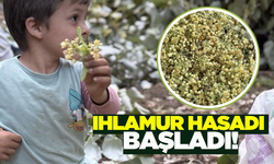 Şifa arayanların gözdesi: Ihlamur hasadı başladı!