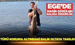 Ege'de koruma altındaki balık ağa takıldı