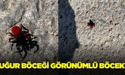 Bursa'da Eresus cinnaberinus görüldü