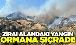 Aydın'da zirai alanda çıkan yangın ormana sıçradı!