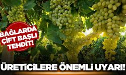 Manisalı bağ üreticilerine kritik uyarı!