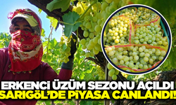 Sarıgöl bağlarında hareketlilik başladı!