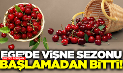 Çiftçi kara kara düşünüyor: Vişne sezonu başlamadan bitti