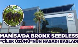 Manisa'da ''çilek üzümü'' Bronx Seedless'in hasadı başladı