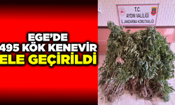 Aydın Söke'de 495 kök kenevir ele geçirildi