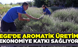 Ege'de aromatik üretim ekonomiye katkı sağlıyor
