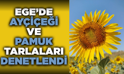 Aydın Söke'de ayçiçeği ve pamuk tarlaları denetlendi