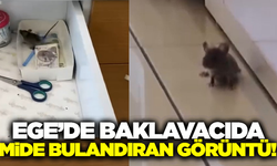 Baklavacıda iğrenç görüntü!