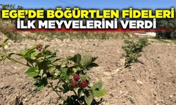 Ege'de böğürtlen sevinci: Fideler ilk meyvesini verdi