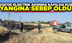 Ege'de elektrik akımına kapılan kuş yangına neden oldu