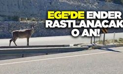 Ege'de ender rastlanacak olay!