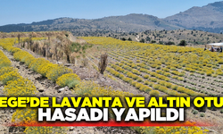 Ege'de altın otu ve lavanta hasadı yapıldı