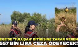 'Tülüşah' bitikisine dikkat: Cezası dudak uçuklattı!