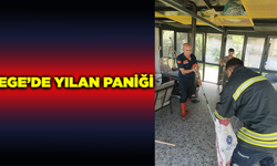 Ege'de tavuk çiftliğinde yılan paniği