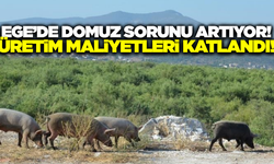 Egeli çiftçilerin domuz isyanı: Üretim maliyetleri katlandı
