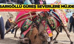 Geleneksel Buldan Deve Güreşleri'nin yapılacağı tarih belli oldu