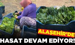 Alaşehir'de asma yaprağı hasadı devam ediyor