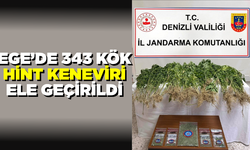 Denizli Sarayköy'de 343 kök hint keneviri ele geçirildi