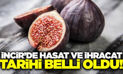 İncir üreticileri için sezon başladı!