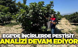 Aydın'da incir bahçelerinde pestisit denetimleri sürüyor