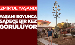 İzmir'de görenleri şaşkına çeviren olay