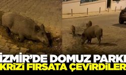 İzmir'deki su arızası domuzlara yaradı!