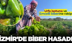 İzmir'in arslanlar biberinde hasat başladı