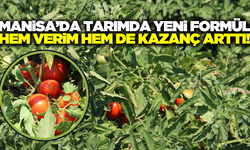 Manisalı çiftçilerin yeni gözdesi: Hastalıklar azaldı, rekolte katlandı