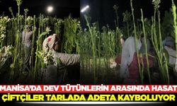 Manisa'daki devasa tütünlerin boyları görenleri şaşırttı!