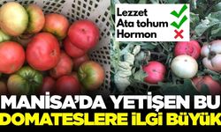 Manisa'da ata tohumundan yetiştirilen domateslere ilgi büyük