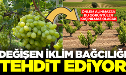 Manisa’da iklim değişikliği bağcılığı zora sokuyor