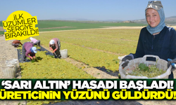 Manisa'da sarı altın hasadı başladı: İlk üzümler sergide!