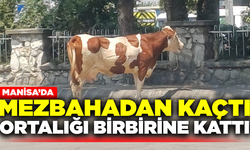 Manisa'da kaçan inek ortalığı birbirine kattı