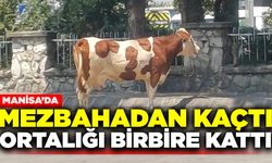 Manisa'da kaçan inek ortalığı birbirine kattı