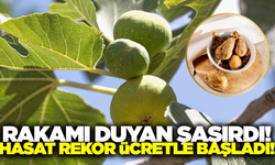 Rakamı duyan şaşırdı: Hasat rekor ücretle başladı!