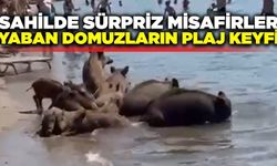 Yaban domuzların plaj keyfi tatilcileri şaşkına çevirdi