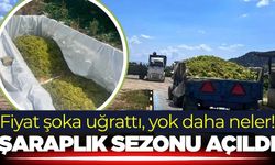 Şaraplık üzüm alımları başlıyor!
