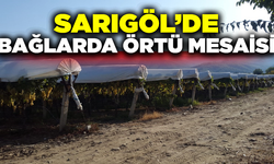 Sarıgöl'de bağlarda örtü mesaisi