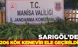 Sarıgöl'de 206 kök kenevir ele geçirildi