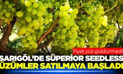 Sarıgöl'de Süperior üzümde hasat zamanı! Fiyat yavaş yavaş netleşiyor