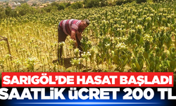 Sarıgöl'de tütün hasadı başladı