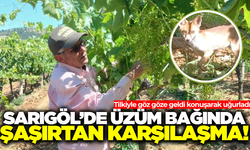 Sarıgöl'de üzüm bağında beklenmedik misafir: 'Tilki arkadaş hoşgeldin'