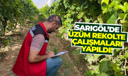Sarıgöl’de ekipler sahada! Üzüm rekolte çalışmaları başladı