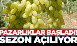 Sarıgöl'de üzüm sezonu resmen açılıyor! İlk yolcu 'Süperyol'