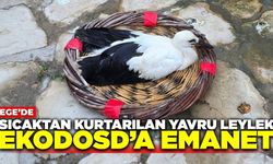 Yuvadan düşen yavru leylek hayata tutundu
