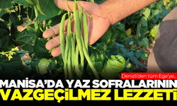 Sırık fasulyede hasat başladı! Manisa'da da tercih ediliyor