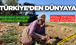 Türk mutfağının vazgeçilmez lezzetinde hasat başladı