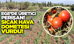 Üretici perişan: Aşırı sıcaklar domatesi vurdu!